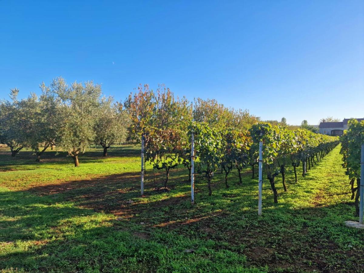 Villa Lorema-Pet Friendly On 5000 Sqm Garden,Pool, Jacuzzi, Billiard&Ps5 Sveti Filip i Jakov Extérieur photo